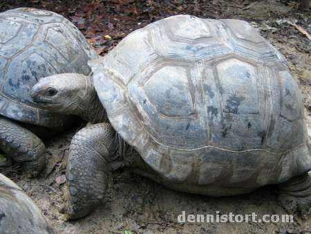 Tortoises in Avilon Zoo, Rizal Philippines